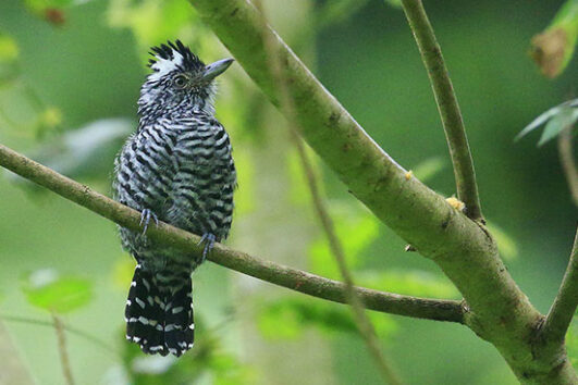 Barred Antshrike_BobGress