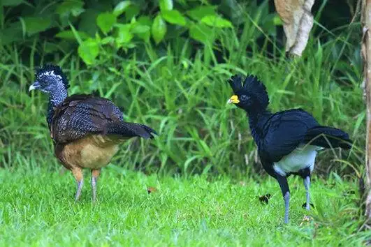 Great Curassow