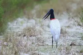 jabiru stork Belize