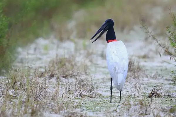 jabiru stork Belize