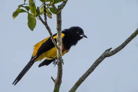 Black-cowled Oriole