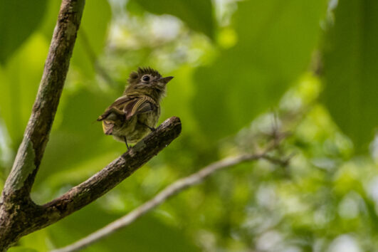 Eye-ringed Flatbill