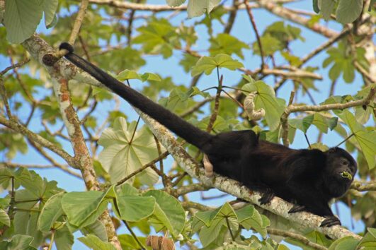 Black Howler Monkey