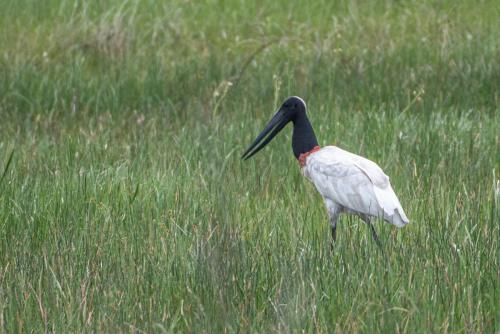 Jabiru by Dave Oakley