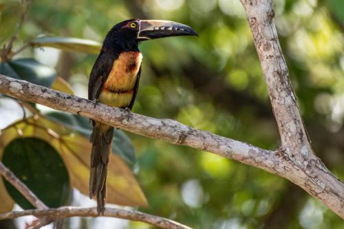 Collared Aracari - David Oakley