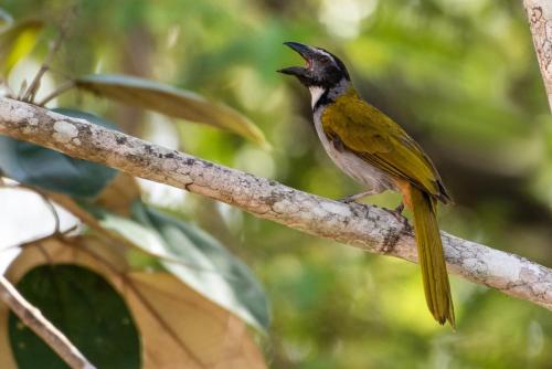 Black-headed Saltator