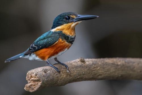 American Pygmy Kingfisher