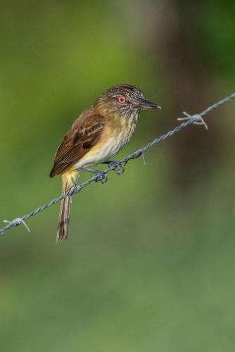 Bright-rumped Attila