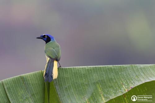 Green Jay - Geai Bigarré