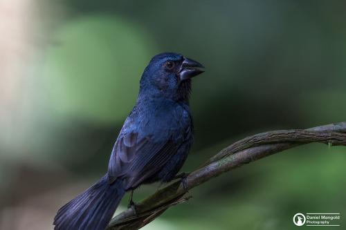 Grosbeak-Blue-Black