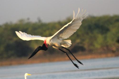 Jabiru in flight