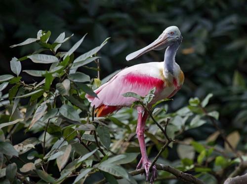 Roseate-spoonbill02