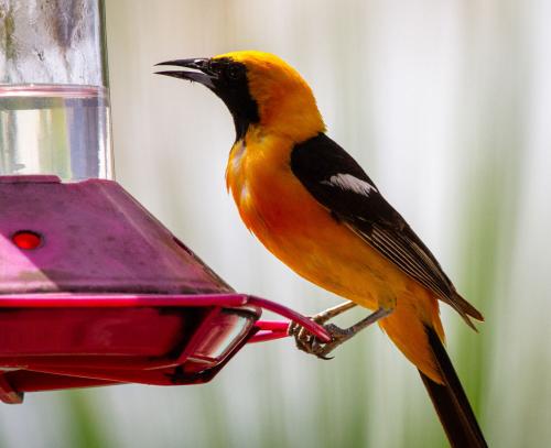 Joshua J Cotten Oriole